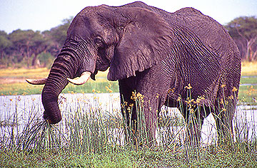 elephant botswana